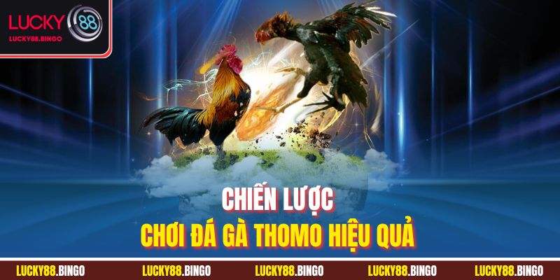 Đá Gà Thomo Lucky88 - Sân Cá Cược Đẳng Cấp Cho Kê Thủ - tx8