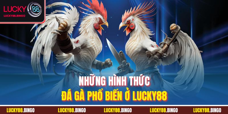 Đá Gà Lucky88 - Sân Chơi Kịch Tính Cho Đam Mê Bất Tận - tx8