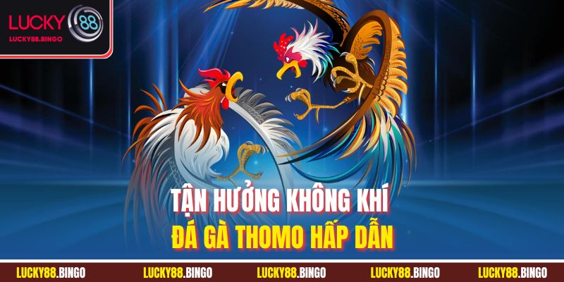 Đá Gà Thomo Lucky88 - Sân Cá Cược Đẳng Cấp Cho Kê Thủ - tx8
