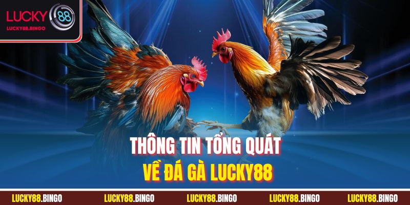 Đá Gà Lucky88 - Sân Chơi Kịch Tính Cho Đam Mê Bất Tận - tx8