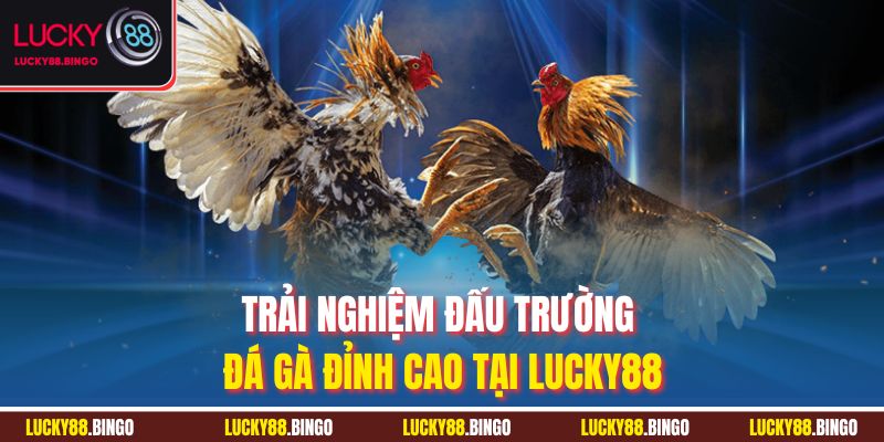 Đá Gà Lucky88 - Sân Chơi Kịch Tính Cho Đam Mê Bất Tận - tx8