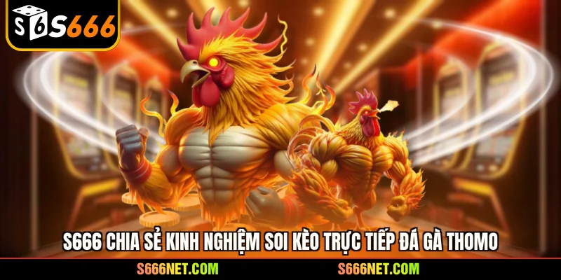 Trực tiếp đá gà Thomo - Đấu trường kịch tính số 1 châu Á - tx8