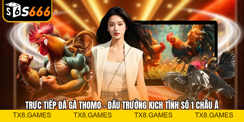 Trực tiếp đá gà Thomo - Đấu trường kịch tính số 1 châu Á - tx8